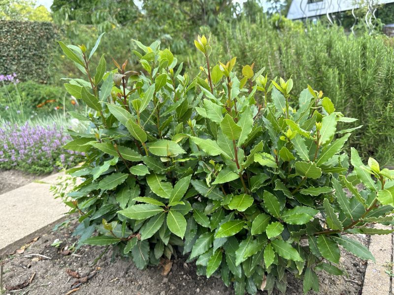 Shrub Hedging