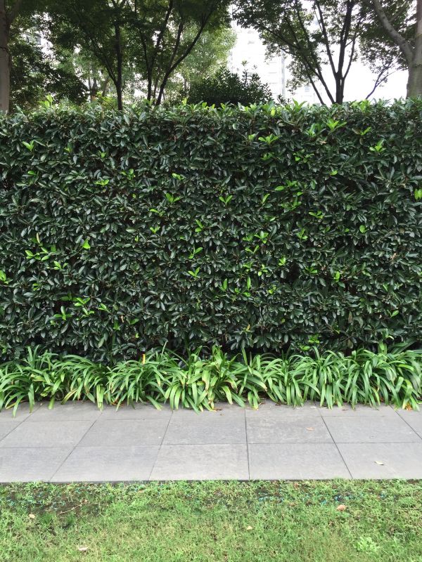 Shrub Hedging
