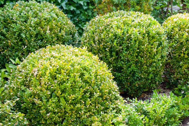 Shrub Hedging