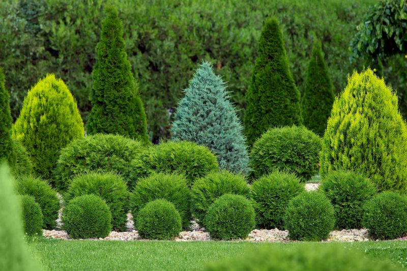 Shrub Hedging