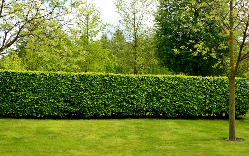 Shrub Hedging