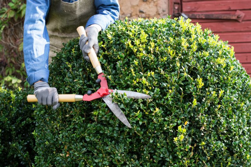 Shrub Hedging