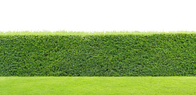 Lush Evergreen Hedge