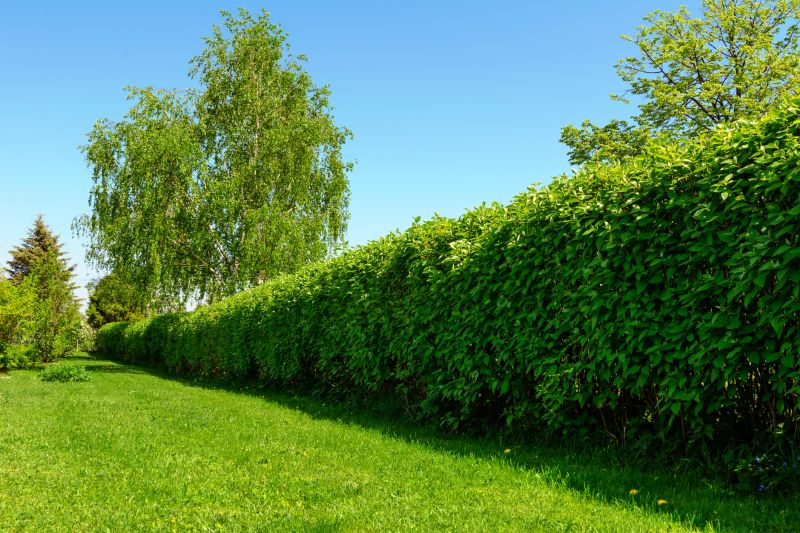 Lush Shrub Hedges