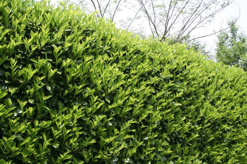 Shrub Hedging