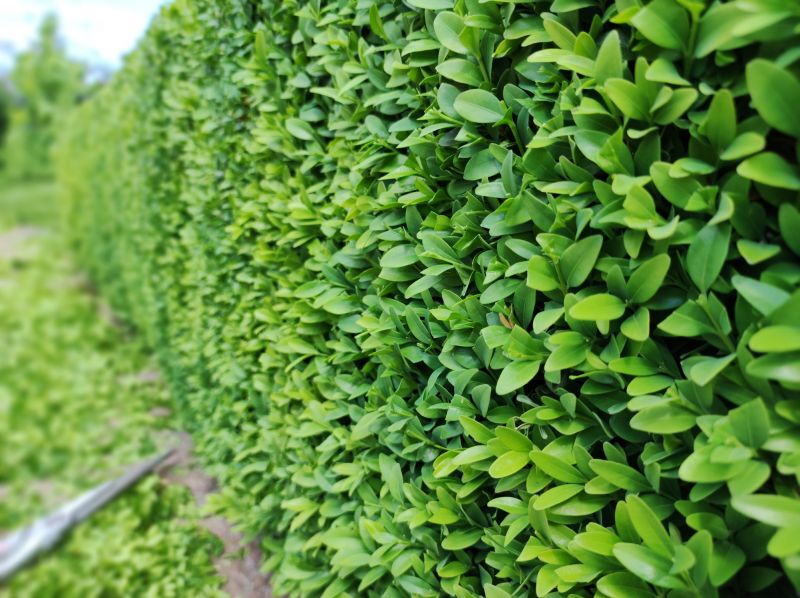 Shrub Hedging